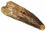 Fossil Spinosaurus Tooth - Real Dinosaur Tooth #340680-1